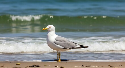 Fototapeta premium Seagull standing on a sandy beach with ocean waves in the background.