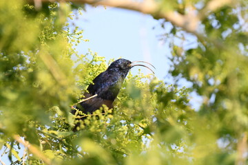 Sunbird, AMEIB, USAKOS, NAMIBIA