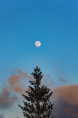 Moon over the forest