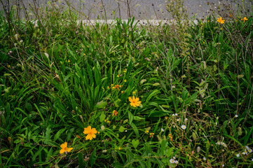 Obraz premium 안양천 자전거도로 노란 꽃