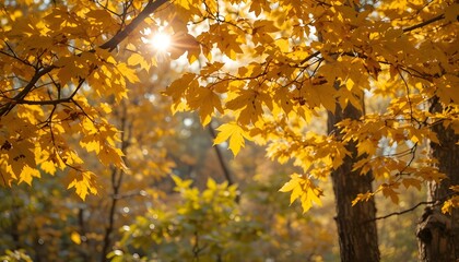 Fototapeta premium Golden Autumn Leaves with Sunlight in Forest