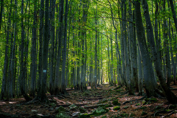 Light shining through beech trees on a rocky hiking trail