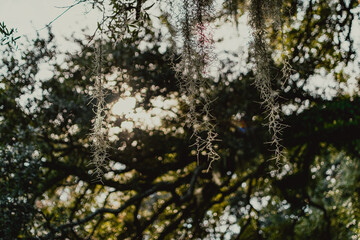 Spanish moss hanging in the sunlight