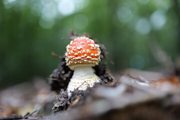 Young Fly Agaric (Amanita muscaria) in the autumn forest