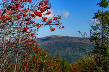 Clusters of red mountain ash berries and distant mountain view
