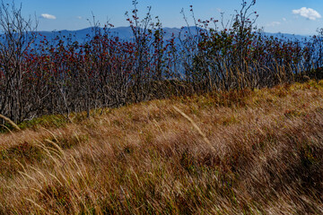 Golden mountain grass with distant autumn shrubs and blue horizon