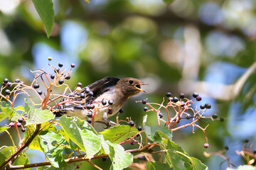 Blue-and-White Flycatcher eats Table Dogwood fruit and nourish him on the way back to Southeast Asia