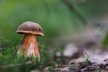Scarletina Bolete (Neoboletus luridiformis) closeup in Autumn Forest