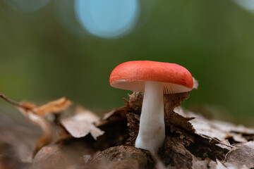 Beechwood Sickener (Russula nobilis) – Slightly Poisonous Mushroom in Beech Forest