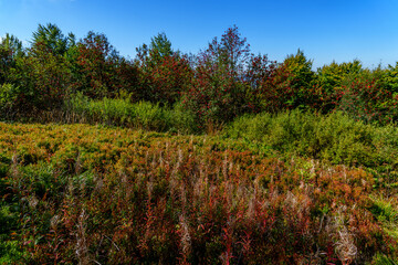 Meadow with autumn plants and vivid green bushes under blue sky