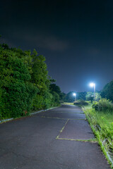 夜の街路樹と街灯の風景