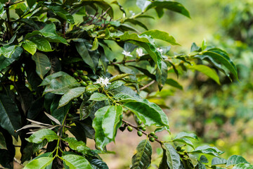 A little coffee flower