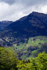 Weisstannen im Weisstannental, Mels, Kanton St. Gallen