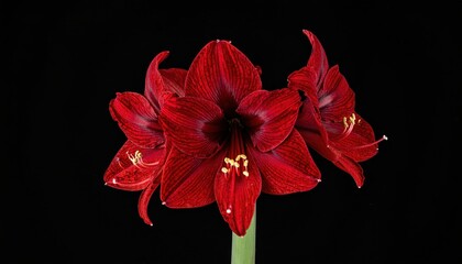 Crimson Amaryllis Bloom: A vibrant close-up of a crimson amaryllis flower, showcasing its intricate petals and rich color, against a stark, elegant background.