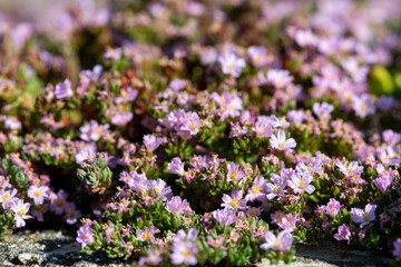 Obraz premium Close up of common sea heath (frankenia laevis) flowers in bloom