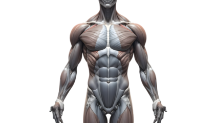 Anatomical illustration of the musculature of the human torso and shoulders, emphasizing muscle definition and form, isolated on transparent background