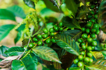 Obraz premium green beans and green coffee leaves in the morning