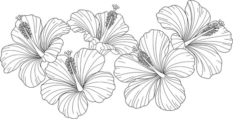 Black and white line drawing of hibiscus flowers floral botanical