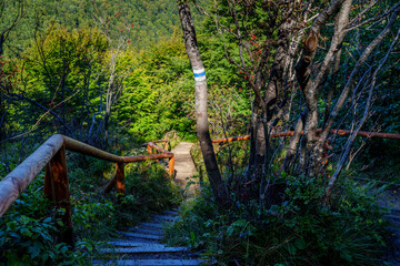Mountain trail with wooden railing descending into sunlit forest with marked tree
