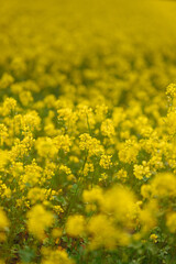 Obraz premium Field of yellow rapeseed flowers blooming in spring. Concept of agriculture, nature, farming, countryside, growth.