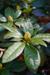 Close-up view of a budding rododendron flower among green leaves in a garden during springtime