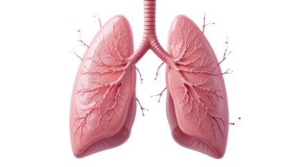 human heart isolated on white