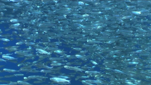 school of silverside fish underwater atherina under pier
