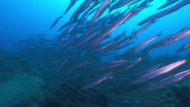 barracuda fish school underwater with some other fish in blue water