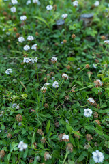 野原を彩るヒメイワダレソウの群生