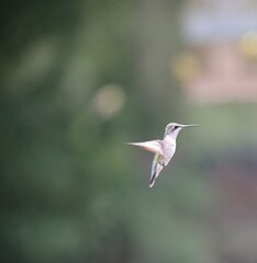 Ruby-throated hummingbird in flight