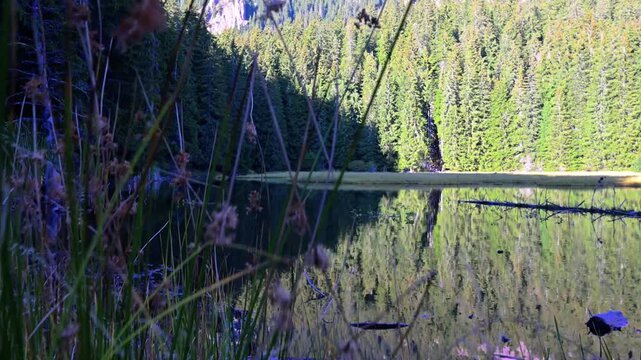 A breathtaking video of a mountain lake surrounded by tall pine trees and rocky mountains. The crystal-clear water creates a mirror-like reflection of the forest and peaks, offering a tranquil and maj