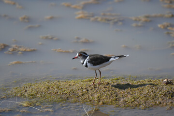 Three-banded Plover, Charadrius tricollaris, OMARURU, NAMIBIA