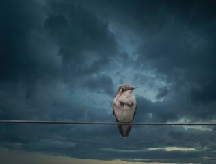 Hummingbird against dark sky