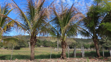 palm trees on the beach