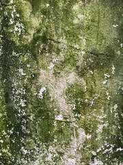 Fototapeta premium Close-up of a complex wall texture, with areas of green moss, brown mold, and white weathering. The irregular color pattern indicates degradation.