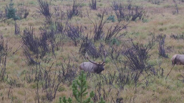 Bull Elk Walking Across Meadow with Cows - Bull is keeping his herd gathered during the rut on a rainy day.