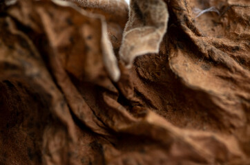 Close up of Brown Dry Leaf