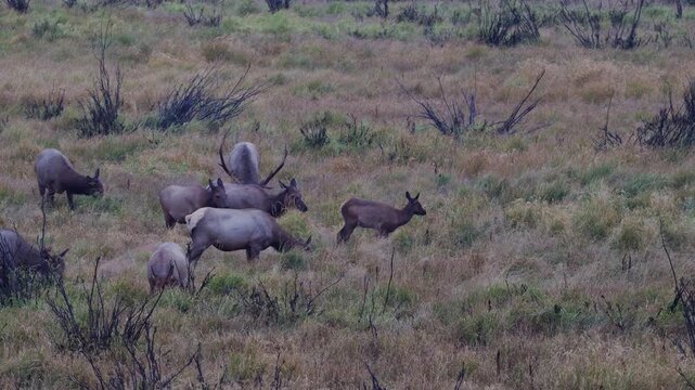 Bull elk casually grazes among a herd of cows in an open meadow, capturing relaxed herd behavior