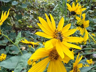 Midwest Yellow Petal Wildflower with Bee Harvesting Nectar