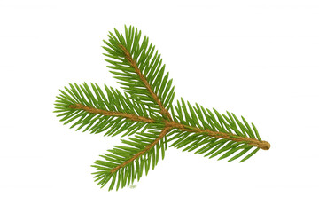 Green spruce branch for winter holidays and christmas decoration, isolated on transparent background