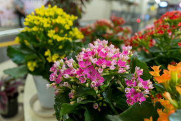 Obraz premium 鮮やかな観葉植物カランコエ