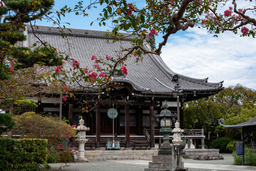 鎌倉25921　本覚寺11　百日紅