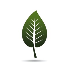 Realistic Dark Green Tropical Leaf Texture
