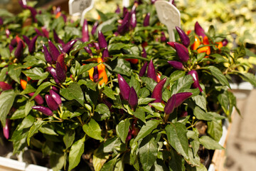 Fototapeta premium Ornamental chili pepper plants in pots with purple and orange fruits on display outdoors