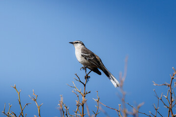 A Chilean Mockingbird (Mimus thenca) perched on the top of dry branches against a clear blue sky, showcasing its distinctive plumage and upright stance.
