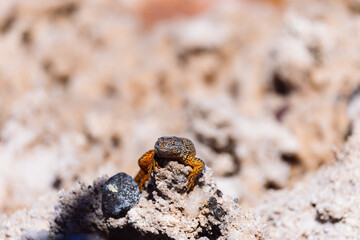 Close-up of a colorful lizard (Liolaemus sp.) resting on a rocky surface in the salt flats