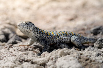Close-up of a colorful lizard (Liolaemus sp.) resting on a rocky surface in the salt flats.