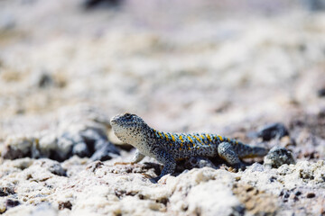 Close-up of a colorful lizard (Liolaemus sp.) resting on a rocky surface in the salt flats.