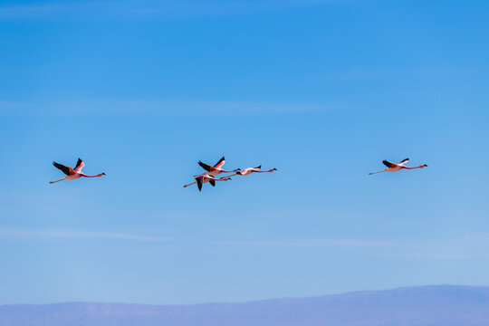 Andean flamingos (Phoenicoparrus andinus) flying gracefully against the blue sky of the salt flats.