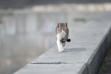 歩いてくる可愛い猫	